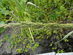 Agrostis exarata