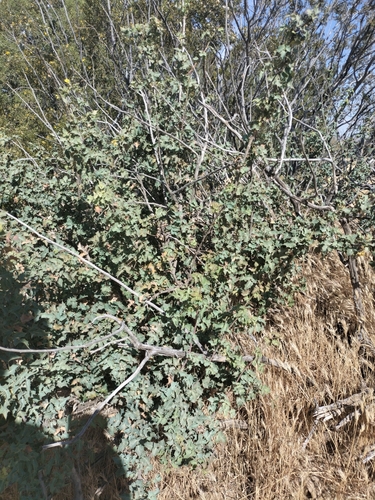Image of Berberis higginsiae by no rights reserved