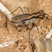 Swift Tiger Beetle - Photo (c) Ted MacRae, some rights reserved (CC BY-NC), uploaded by Ted MacRae