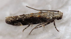 Coleotechnites florae