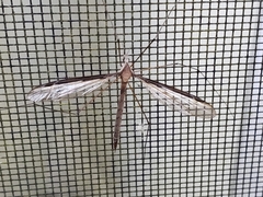 Tipula sayi