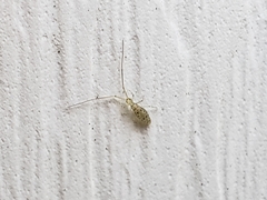 Entomobryoidea
