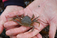 Telmessus cheiragonus