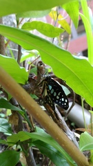Graphium doson postianus