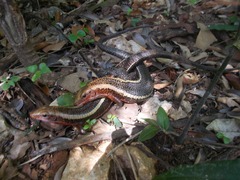 Zonosaurus laticaudatus