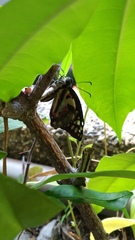 Graphium doson postianus