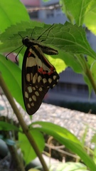 Graphium doson postianus
