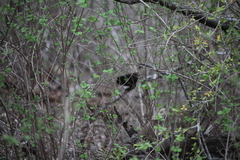Lantana peduncularis