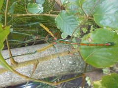 Achrioptera spinosissima