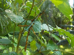 Achrioptera spinosissima