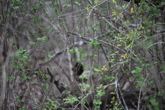 Lantana peduncularis