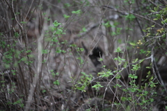 Lantana peduncularis