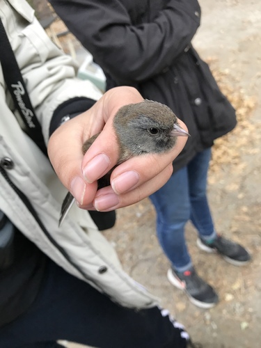 iNaturalist observation photo of Dark-eyed Junco