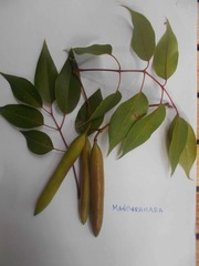 Stereospermum euphorioides