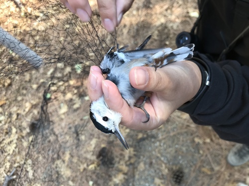 iNaturalist observation photo of White-breasted Nuthatch