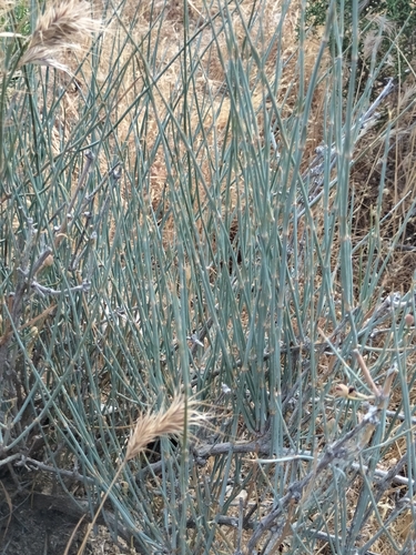 Image of Ephedra aspera by no rights reserved