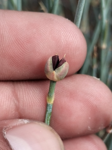 Image of Ephedra aspera by no rights reserved