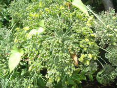 Daucus decipiens