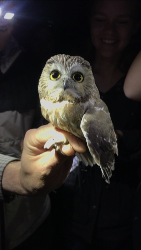 iNaturalist observation photo of Northern Saw-whet Owl