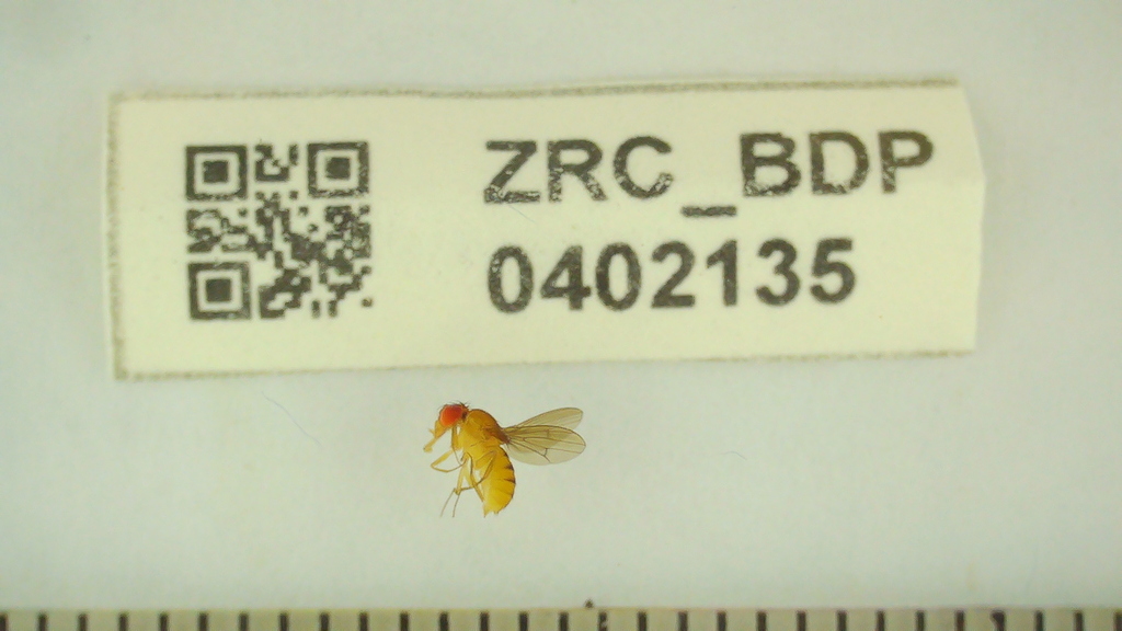 Drosophila albomicans