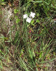 Epilobium pallidiflorum
