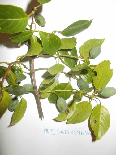Delonix brachycarpa