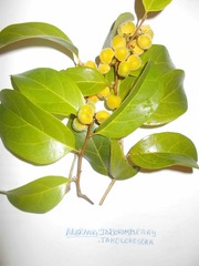 Dichapetalum