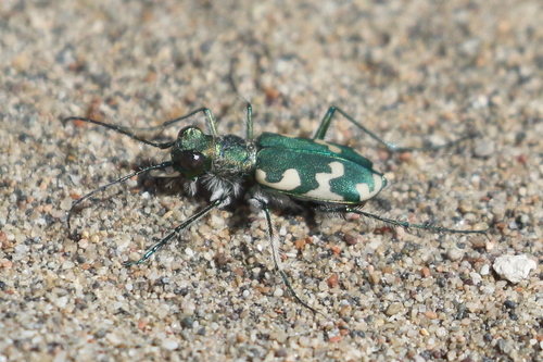 Northern Dune Tiger Beetle