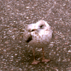 Larus delawarensis