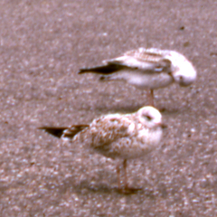 Larus delawarensis