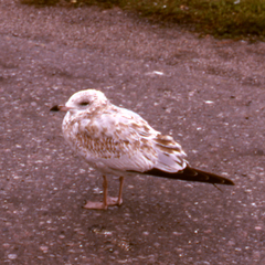 Larus delawarensis