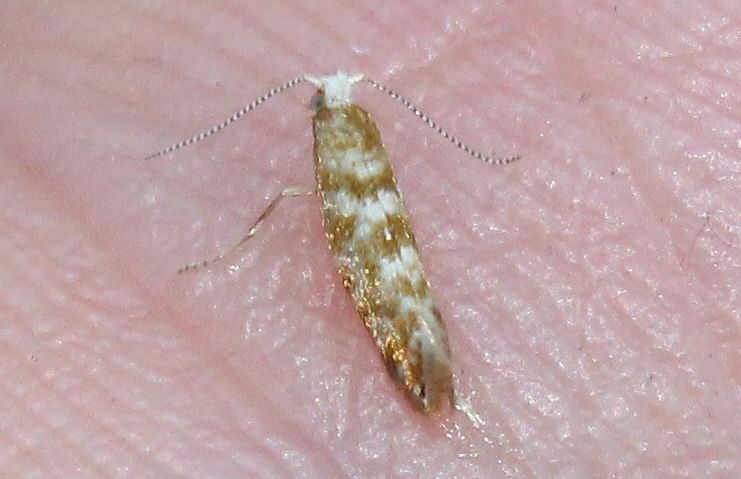 Cypress Tip Moth from Netherton, Dudley, UK on June 10, 2023 at 07:02 ...