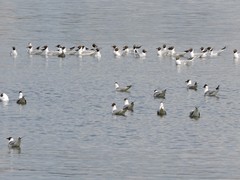 Chroicocephalus ridibundus