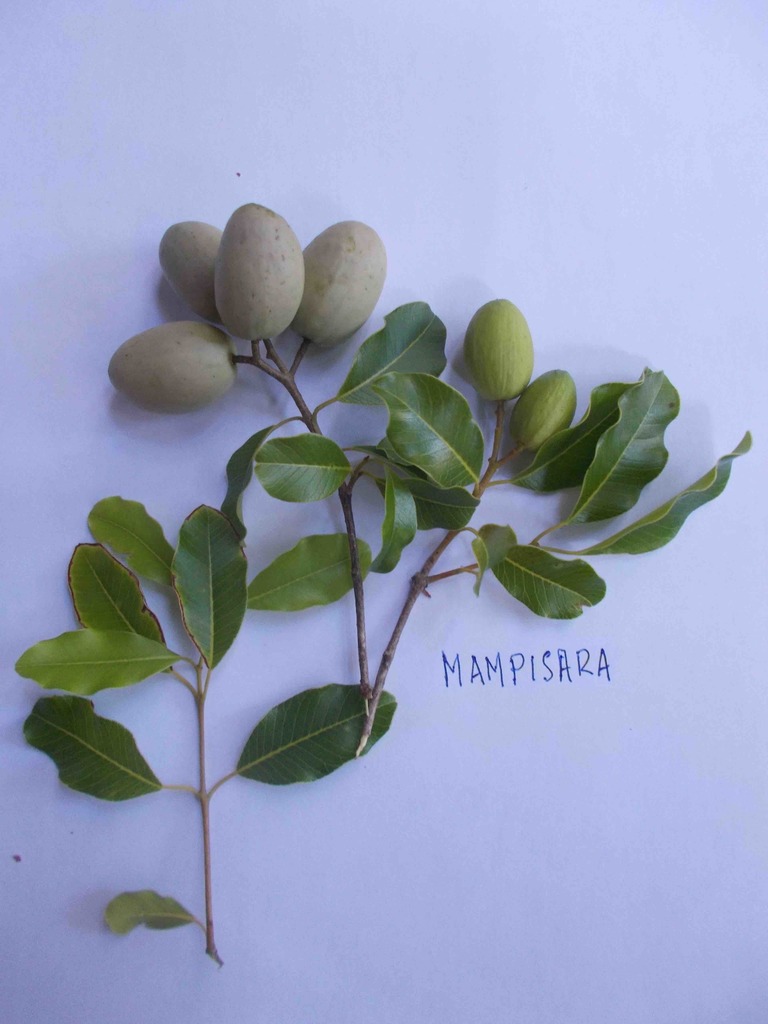 Abrahamia