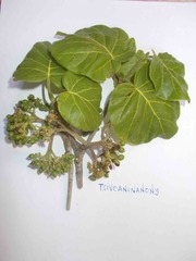 Schizenterospermum rotundifolium