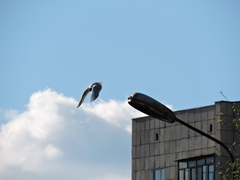 Chroicocephalus ridibundus