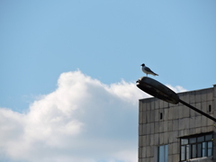 Chroicocephalus ridibundus