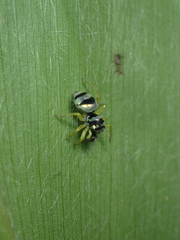 Phintella accentifera