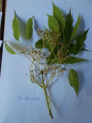 Vitex beraviensis