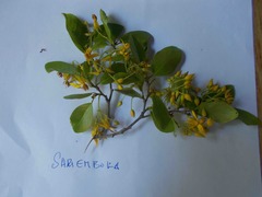 Baudouinia fluggeiformis