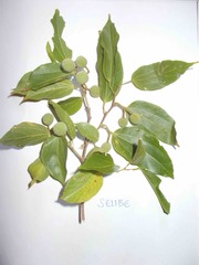 Grewia trichocarpa