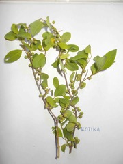 Margaritaria anomala