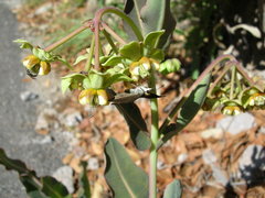 Asclepias elata