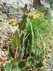 Asclepias elata