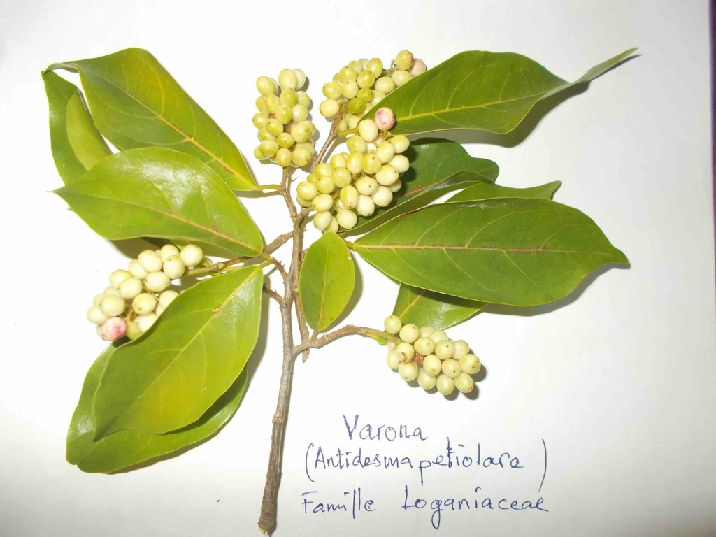 Antidesma petiolatum