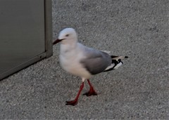 Chroicocephalus novaehollandiae