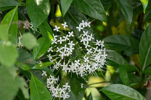 Image of Pavetta hongkongensis by (c) Andrew Lai, some rights reserved (CC BY)