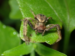 Angaeus rhombifer