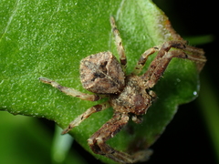 Angaeus rhombifer