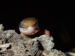 Ateuchosaurus chinensis